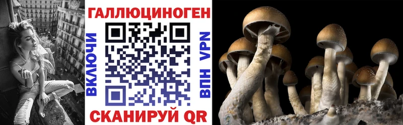 даркнет формула  mega зеркало  Камышин  Псилоцибиновые грибы Cubensis 
