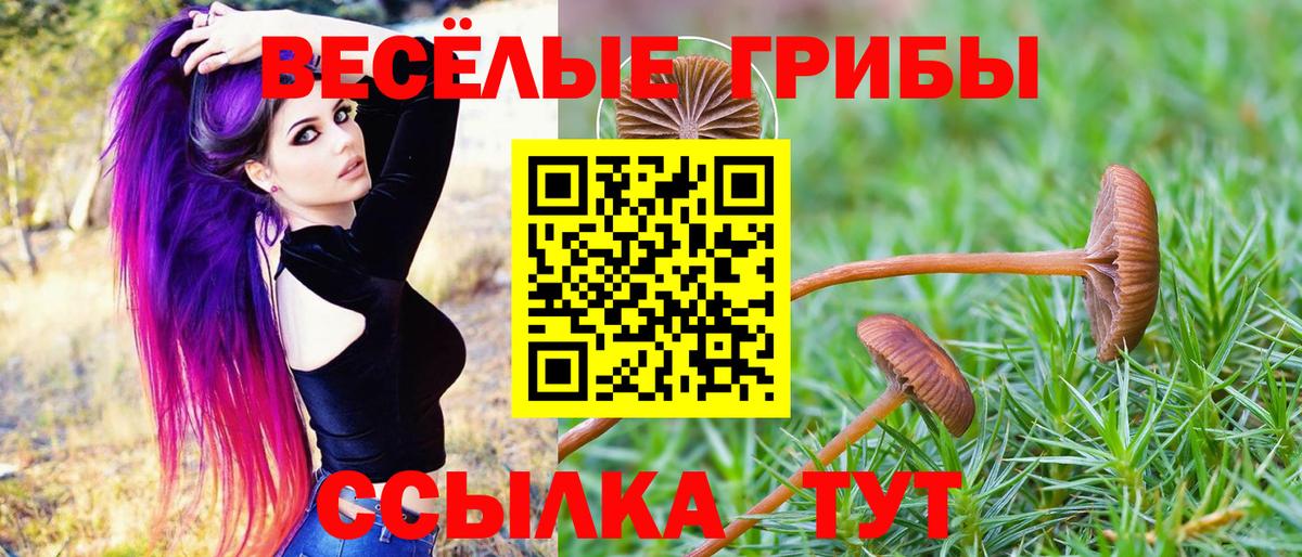 Псилоцибиновые грибы Psilocybine cubensis Камышин
