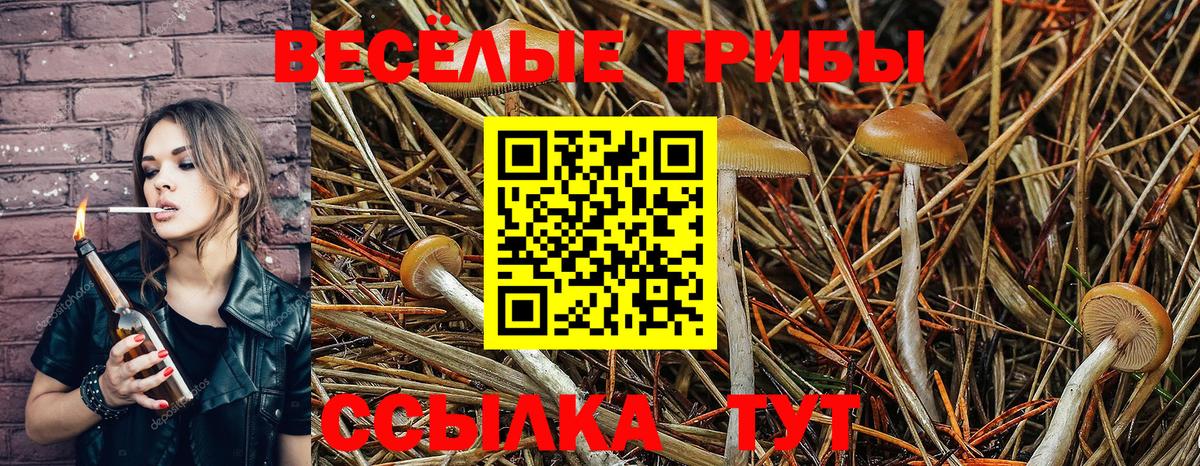 Камышин  Псилоцибиновые грибы мухоморы  Вход с VPN  Псилоцибиновые грибы Psilocybe 
